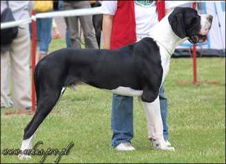 Polish Champion,   Polish Junior Champion Diplomate de la benjamine