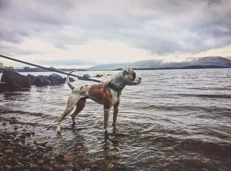 Dc bulldogs Deadshot at Lejabulls