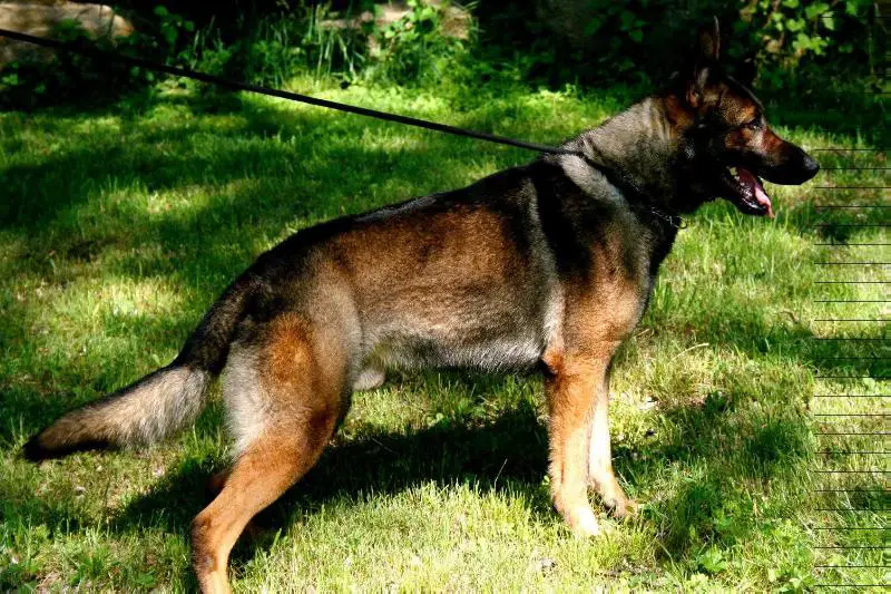 Jackson"Jack"Vom Haus Gierla