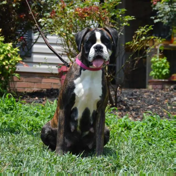 Brooklyn von haus Euro Boxx