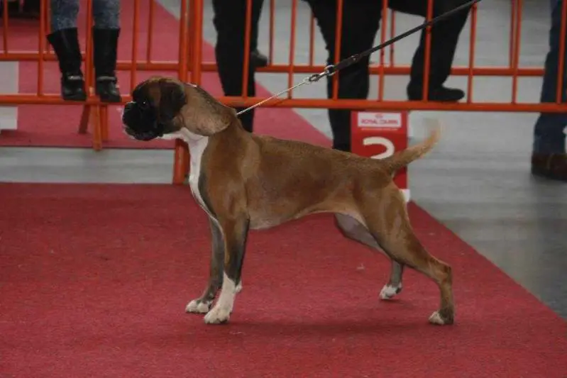 JCh Just in time Con Tilia