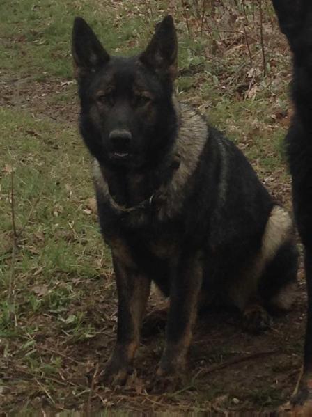 Layer's Country Xenia