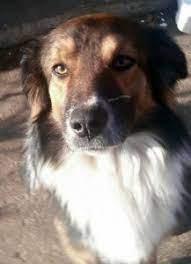 Beebe's Lady Cassioppi