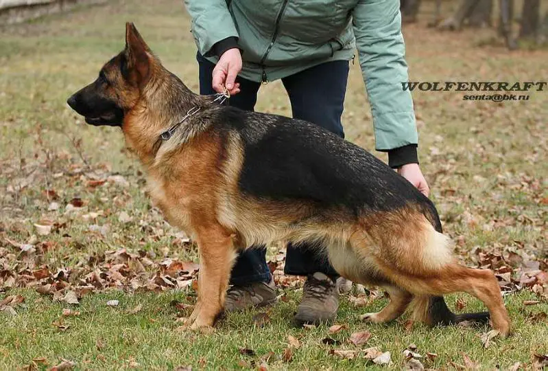 Wolfenkraft Chingishanna