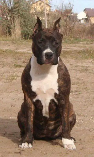 Jch Russia Kanock Wild Honey