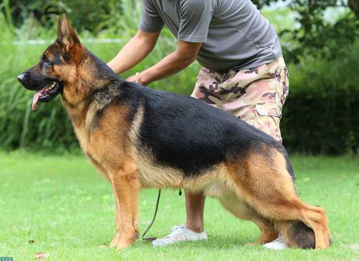 VA1(TH)  SG49(BSZS2016) Quattro vom Streek