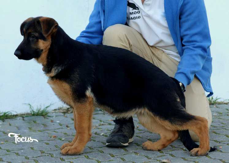 Udinese de Domus Didacus