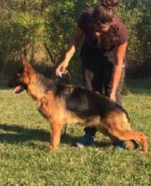 Milanaise du Val d'Anzin