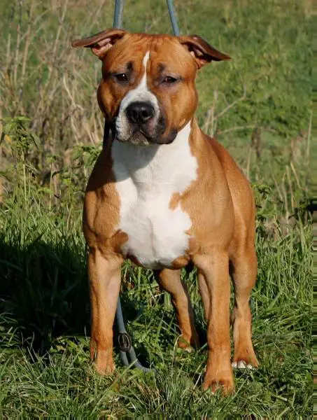 Moon Rock Landi's Orlando