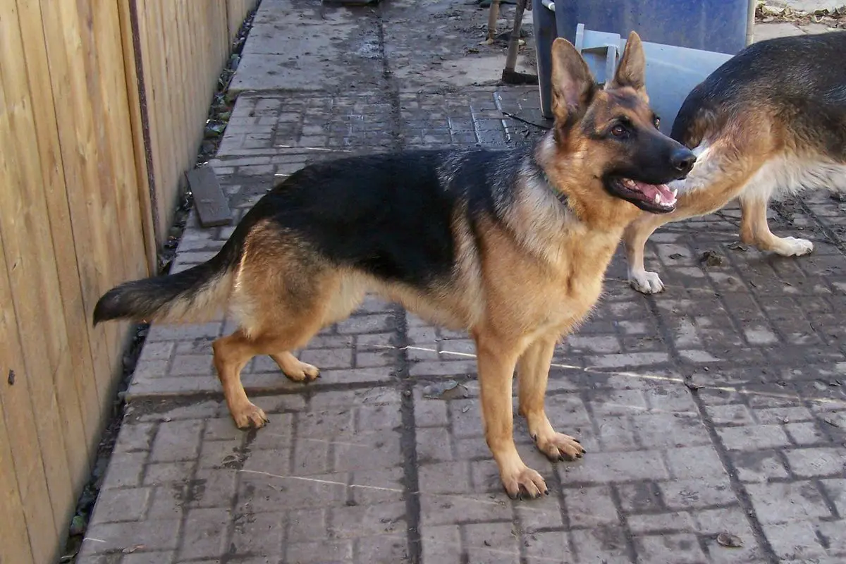 Backstromhus's Fantasia