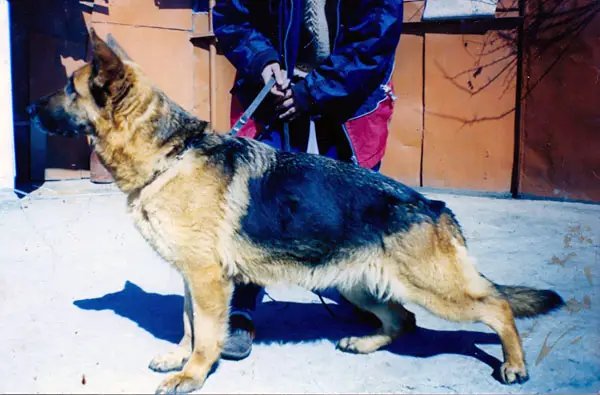 Gipsy von der Nußdorfer Höhe