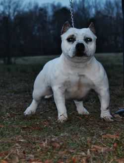 X2 C&N Kennels Columbiana