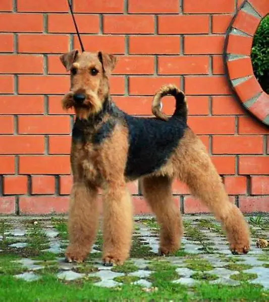 GR.CH,CH.RUS,Champion of national breed club ELTING ZI ZI TOP