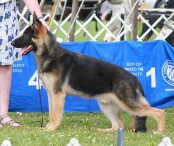 CH Dawnhill's Big Iron v Hammersmith