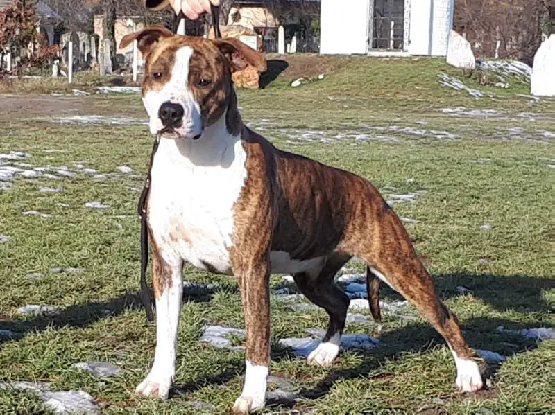 Ch Lioness MR Rockstone