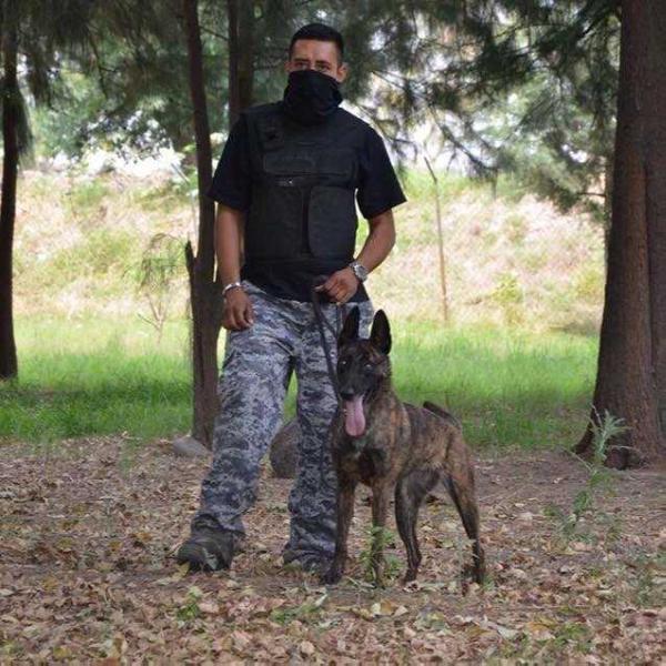 Coatl Nikte (Amozorrutia) Mex.