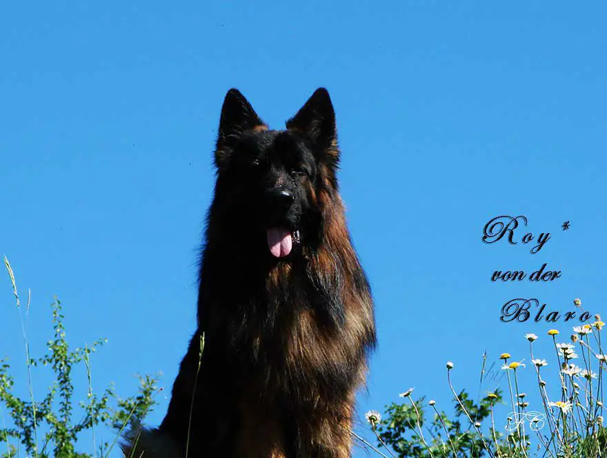 Roy von der Blaro