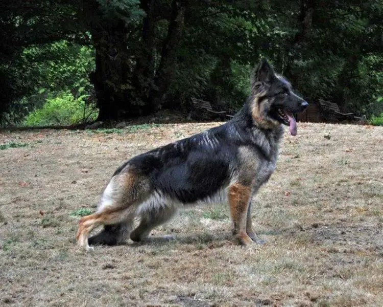 Von Nassau's Tangled of Norberge