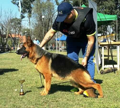 SG3 Sieger Brazil 2018 Quina Von Haus Nico