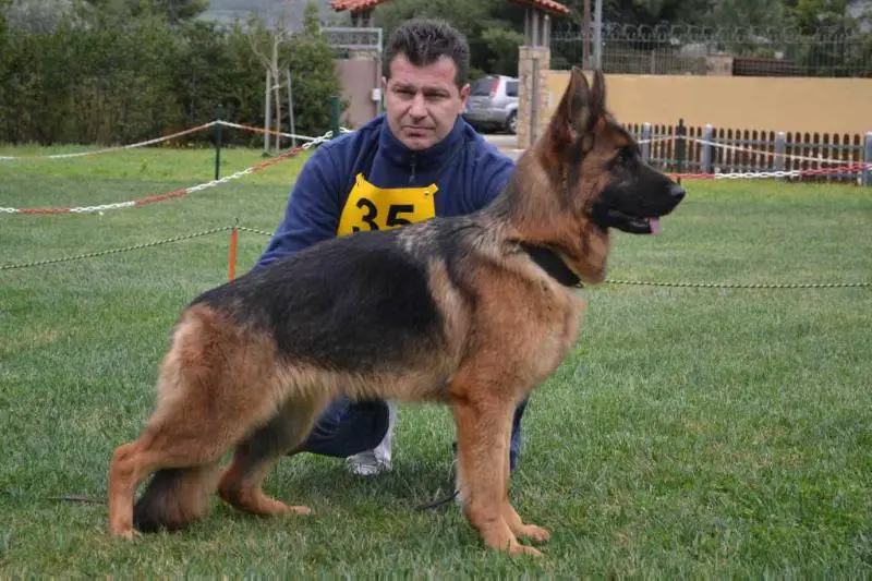 SG62 BSZS 2018 Gloria v.d. Drei Grazien