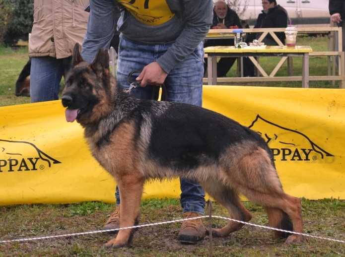 Gipsy v.d. Drei Grazien