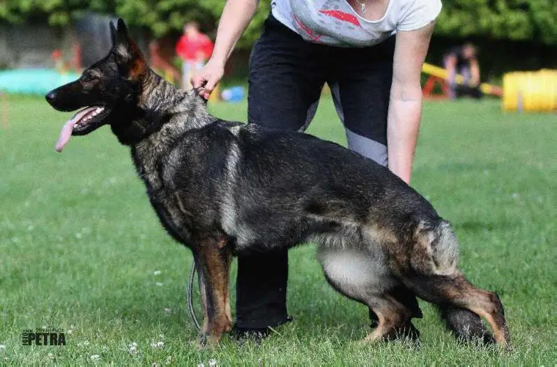 Crazy European K9 Training Base