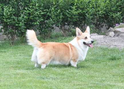 JCH, CH, GRAND CH SK Alfa Urban Corgis