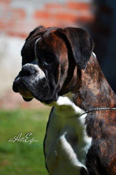 Hilaria de la Alta Esfera