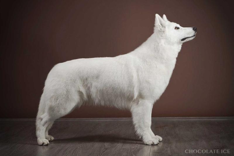 C.I.B. TOP DOG'16, FBBSI CLUBW'16, MULTI GR CH, CH OF CHS'16 Full-Moon of Ice Wine (Chocolate Ice kennel)