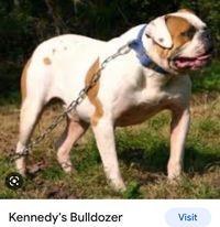 Kennedy's Bull Dozer