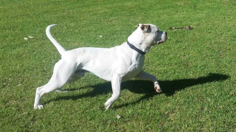 Sarge of Pedigree American Bulldogs Australia