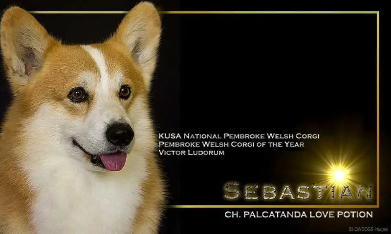 Palcatanda Love Potion