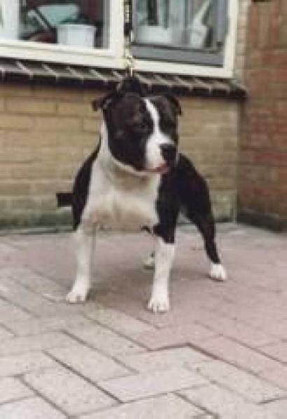 Bullyhouse Handsome Devil