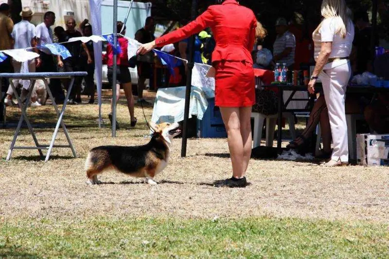 J.CH ISRAEL. Wendy Little Princess