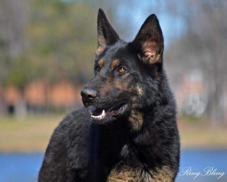 Aika vom Haus Landry