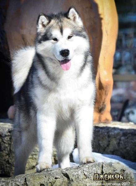 Int.,JCh/RUS,Ch/RUS,Ch/RKF,Ch/National Club,GrandCh/RUS Snezhnost Jacob