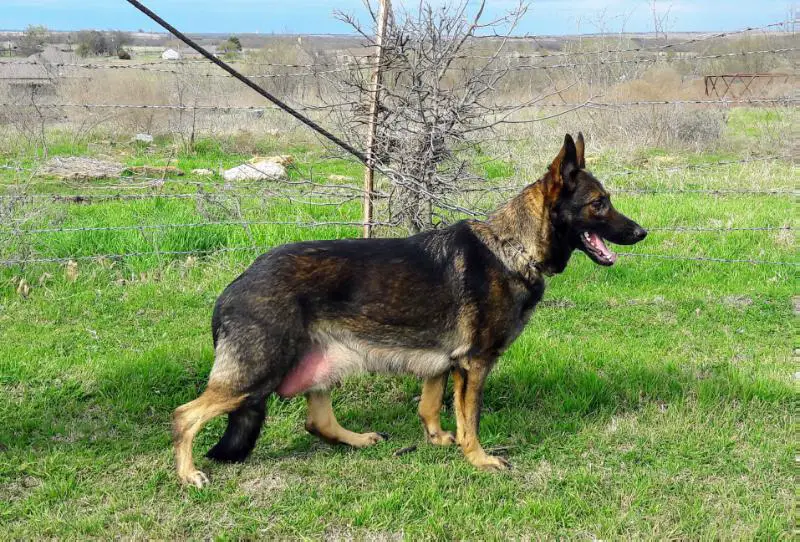 Akila von der wilden Nachbarschaft 