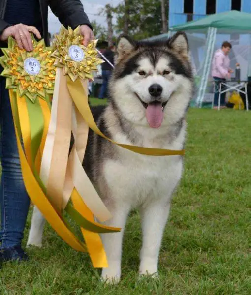 Snezhnost Divo