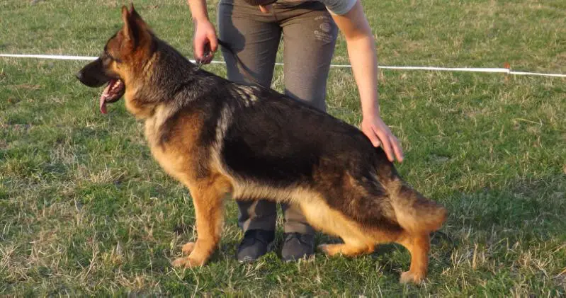 Waiko Vovs Backa Muppet