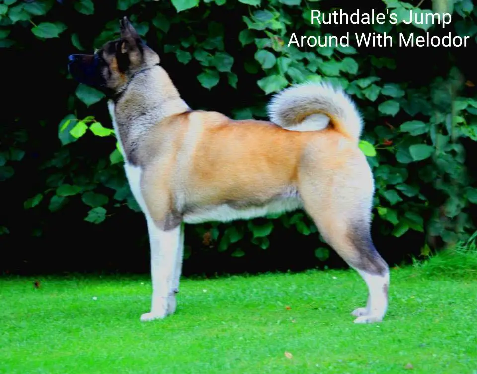 Ruthdale's Jump Around With Melodor