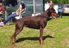 Rellaps Reya