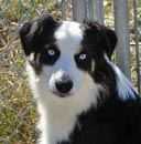 Timberline Blue Eyed Treasure