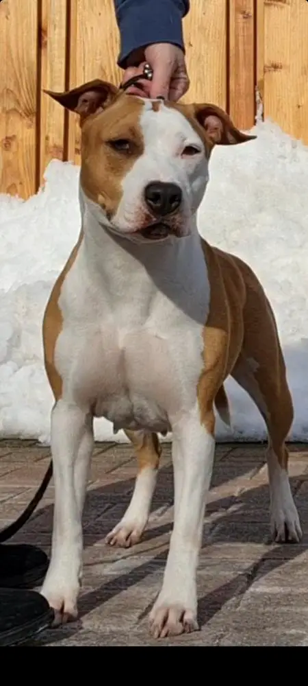 Nine to Five Four Roses