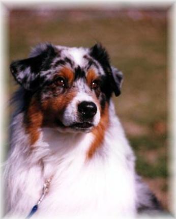 CH Kaleidoscope (Briarbrooks) Case In Point