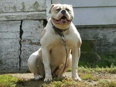 Empire's Jinn of Brick's