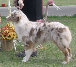 Sazbrat-Nitani Confectionary