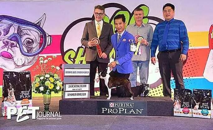 Young champion /Champion of Thailand. Southern kennels Dream come true
