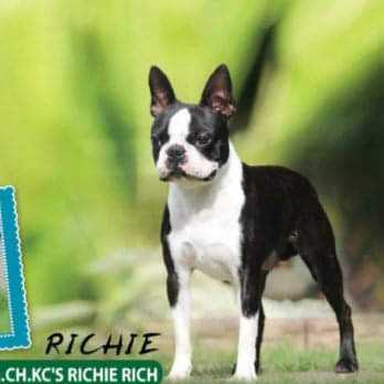 Int/Akc/Th Ch KC's Ritchie Rich