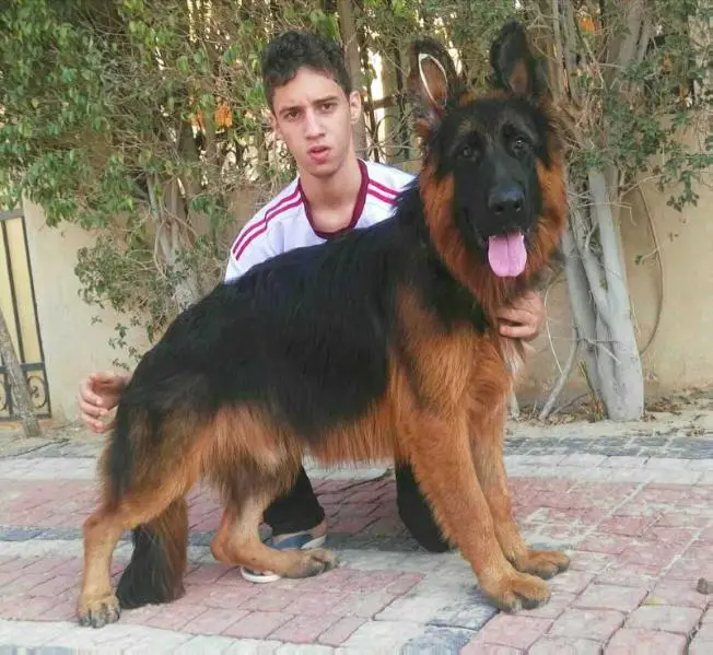 REX Vom international club dog's Egypt