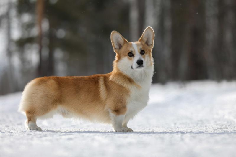 JCH.Rus. JCH.Club, CH.Rus., CH.RKF , CH.Club Snow Stail Vivat The King